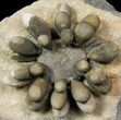 Jurassic Club Urchin (Cidaropsis) - Boulmane, Morocco #116781-2